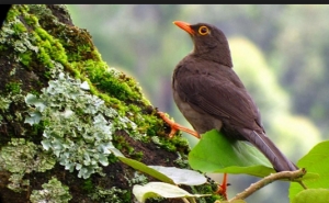 avistamiento de aves